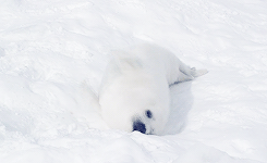 3962831_tumblr_m7fha48mHa1ryds47o7_r1_250 (245x150, 991Kb)