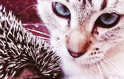 3962831_tumblr_m8eu1jVGXI1rqsyz6o2_250 (245x156, 980Kb)
