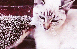 3962831_tumblr_m8eu1jVGXI1rqsyz6o4_250 (245x156, 939Kb)