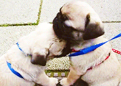 3962831_tumblr_m87at4r85R1rqsyz6o4_250 (245x174, 970Kb)