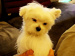 3962831_tumblr_lsb67luQFL1r1pqo9o1_250 (250x188, 326Kb)
