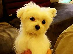 3962831_tumblr_lsb67luQFL1r1pqo9o3_250 (250x188, 268Kb)