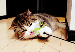 3962831_tumblr_m261jgjXpJ1r9pkumo2_250 (245x172, 713Kb)