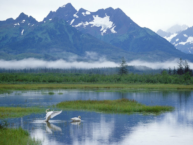 Trumpeter Swans, Copper River Delta, Alaska (616x462, 88Kb)