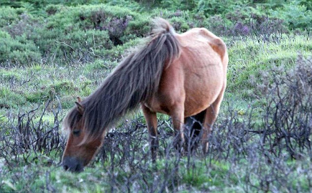 poni_dartmur-2 (634x392, 97Kb)