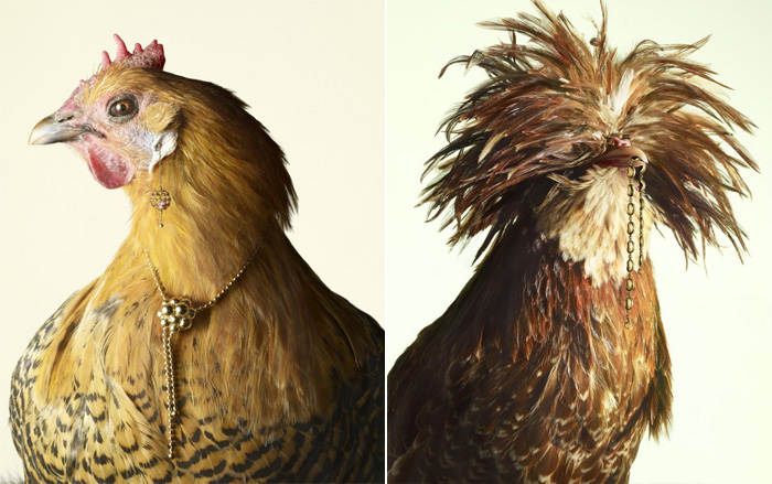 luxury-chicks-peter-lippmann-1 (700x439, 125Kb)