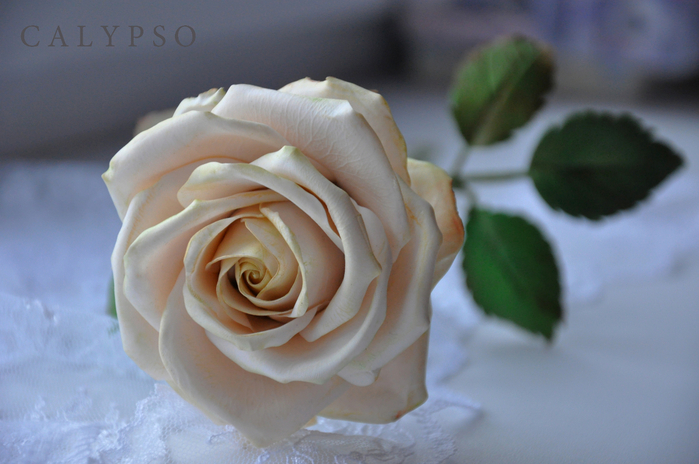 DSC_0031 (700x464, 336Kb)