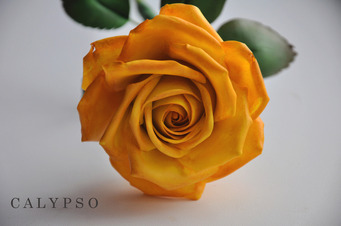 DSC_0043 (700x464, 320Kb)