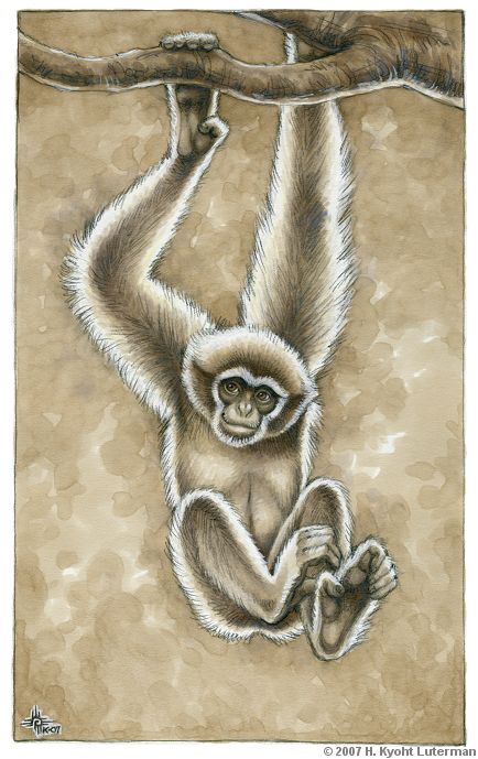 100_Primates___Gibbon_by_kyoht (434x689, 64Kb)