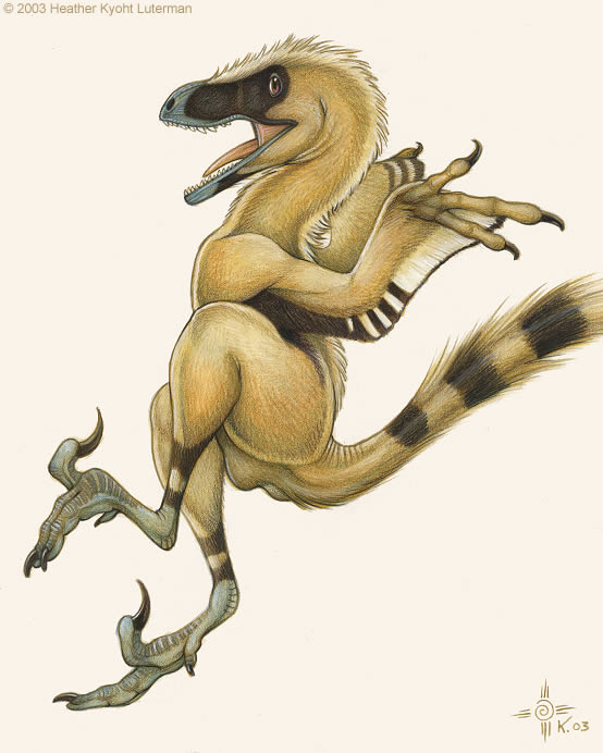 Bambiraptor_feinbergorum_ (554x692, 53Kb)