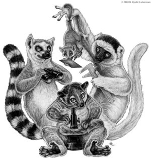 Beza_Mahafaly_Lemurs_by_kyoht (300x316, 24Kb)