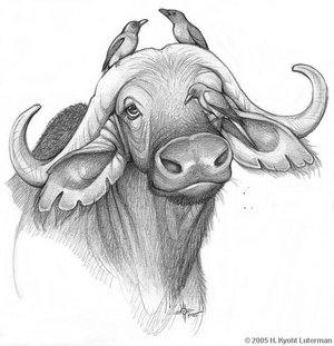 Teuzi_the_Cape_Buffalo_by_kyoht (300x311, 20Kb)