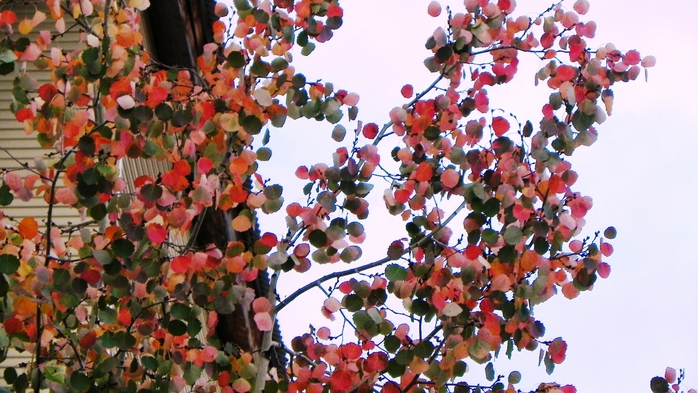 DSCN7277 (700x393, 276Kb)