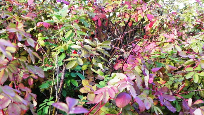 DSCN7289 (700x393, 309Kb)