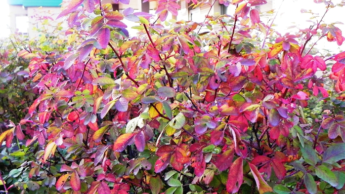 DSCN7292 (700x393, 301Kb)