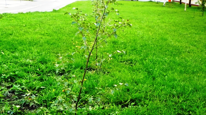 DSCN7329 (700x393, 294Kb)