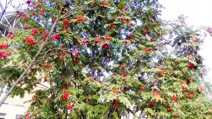 DSCN7331 (700x393, 309Kb)