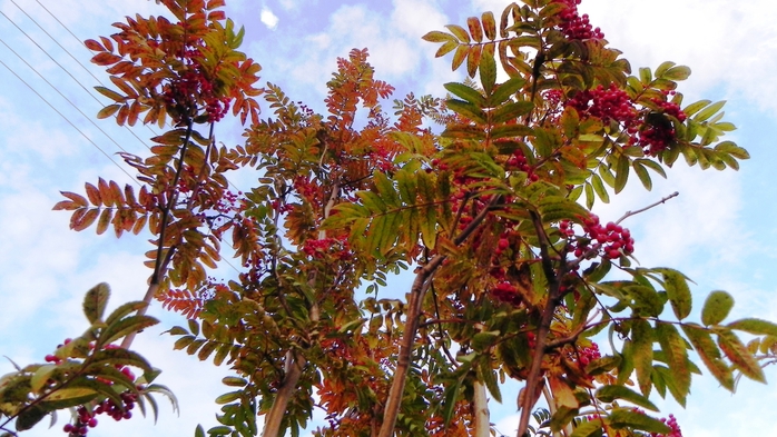 DSCN7334 (700x393, 278Kb)