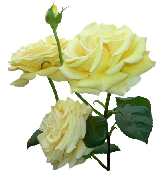 c676a86adcc8 (584x620, 346Kb)