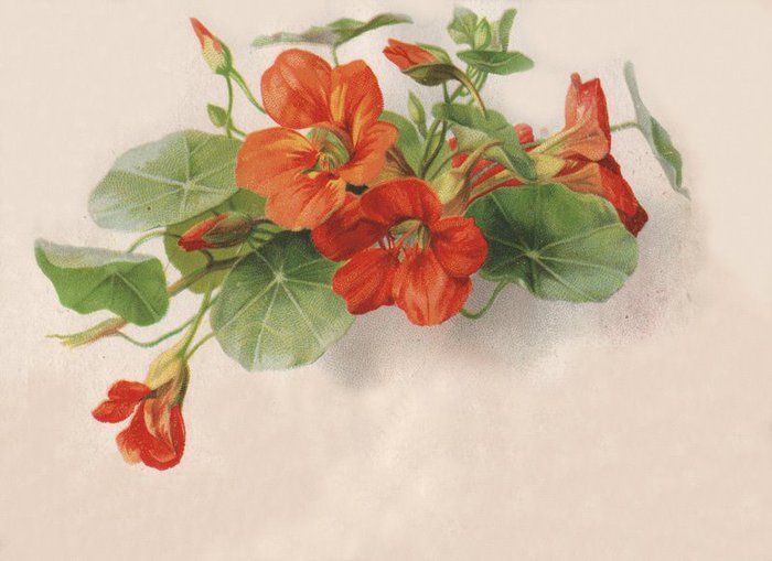 Vict-Vign_flowers-red001 (700x509, 53Kb)