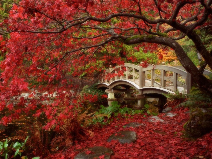 Japanese Garden, Royal Roads University, British Columbia (1) (700x525, 198Kb)