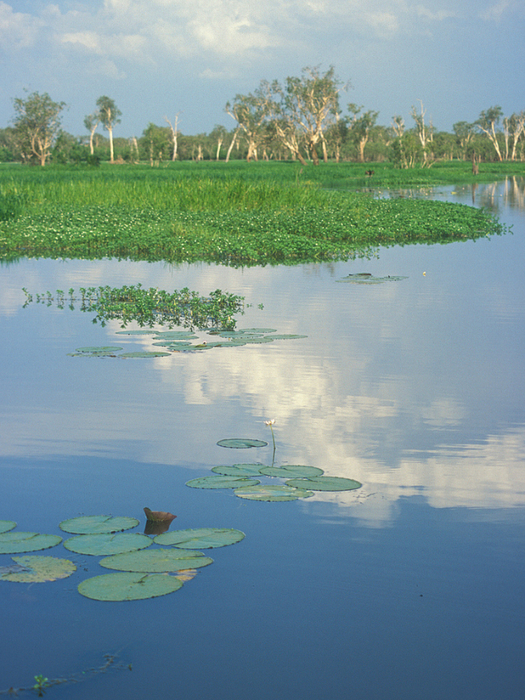 kakadu (3) (525x700, 510Kb)