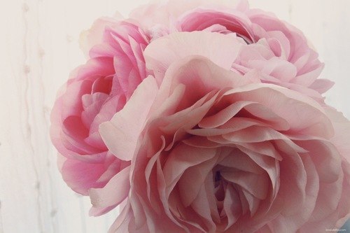 _RABpL1p_kc (500x333, 28Kb)