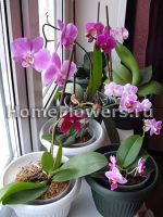 images-stories-orchids-phalaenopsis_poliv_1-150x200 (150x200, 10Kb)