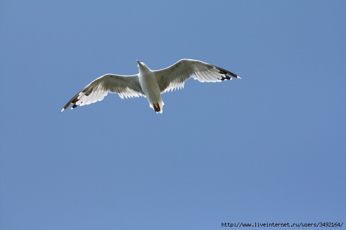 IMG_8532 (700x466, 122Kb)