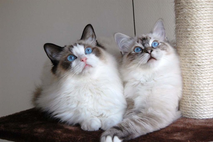 Top-10-Pedigreed-Cat-Breeds-7 (700x465, 72Kb)