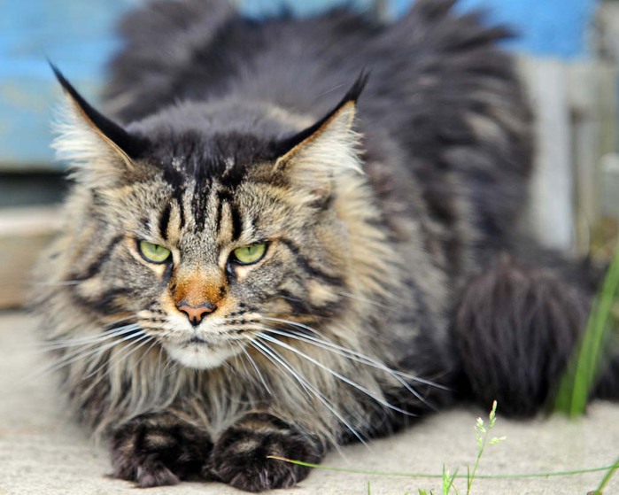 Top-10-Pedigreed-Cat-Breeds-8 (700x559, 90Kb)