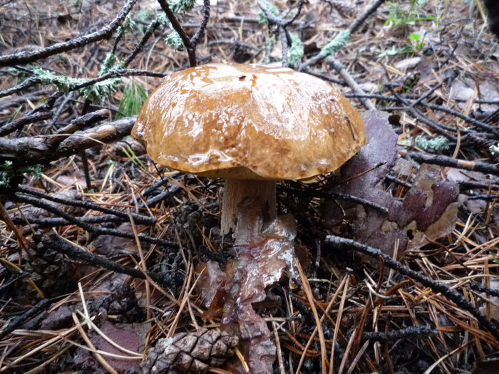 P1070415 (700x525, 536Kb)