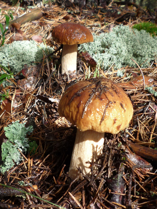 P1070475 (525x700, 637Kb)