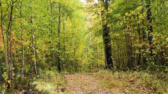 DSCN7418 (700x393, 312Kb)