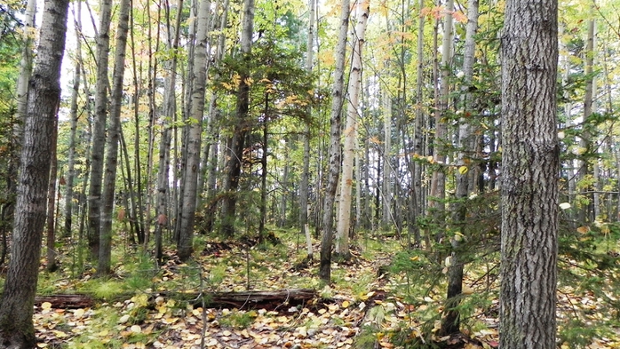 DSCN7452 (700x393, 302Kb)