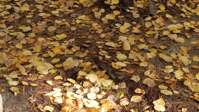 DSCN7506 (700x393, 292Kb)
