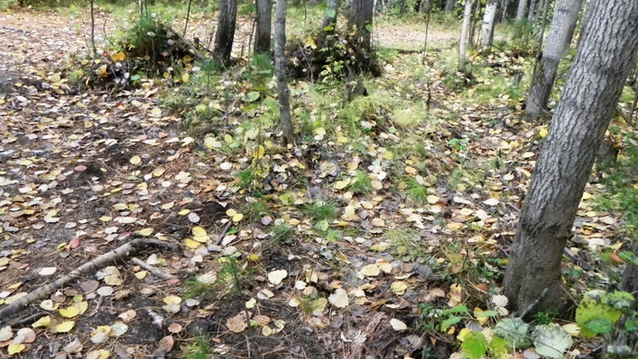 DSCN7525 (700x393, 295Kb)