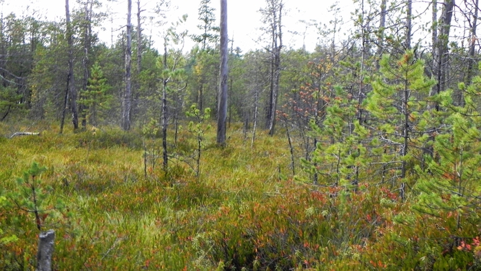 DSCN7537 (700x393, 271Kb)