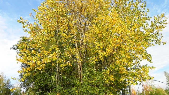 DSCN7556 (700x393, 307Kb)