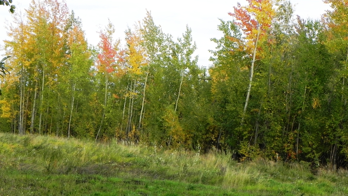 DSCN7558 (700x393, 264Kb)