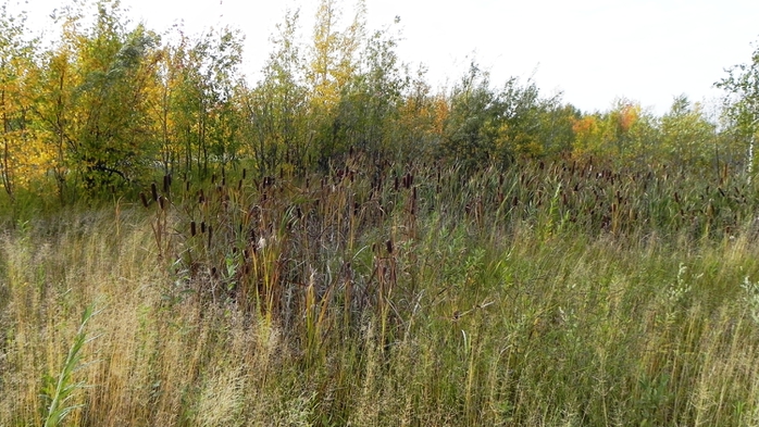 DSCN7561 (700x393, 257Kb)