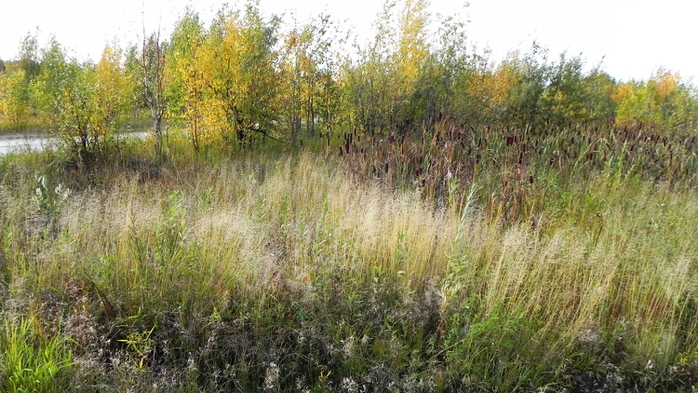 DSCN7563 (700x393, 264Kb)