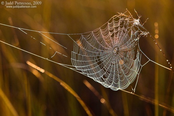 Judd-Patterson-Animal-Photography11-600x399 (600x399, 63Kb)