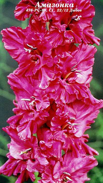 amazonka-mirgladiolus[1] (394x700, 63Kb)