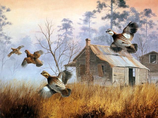 11  -  /3669188_original (640x480, 57Kb)