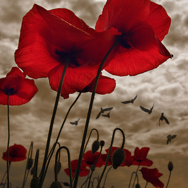 35779819_poppies_and_storm_mood_by_Floriandra (600x600, 74Kb)