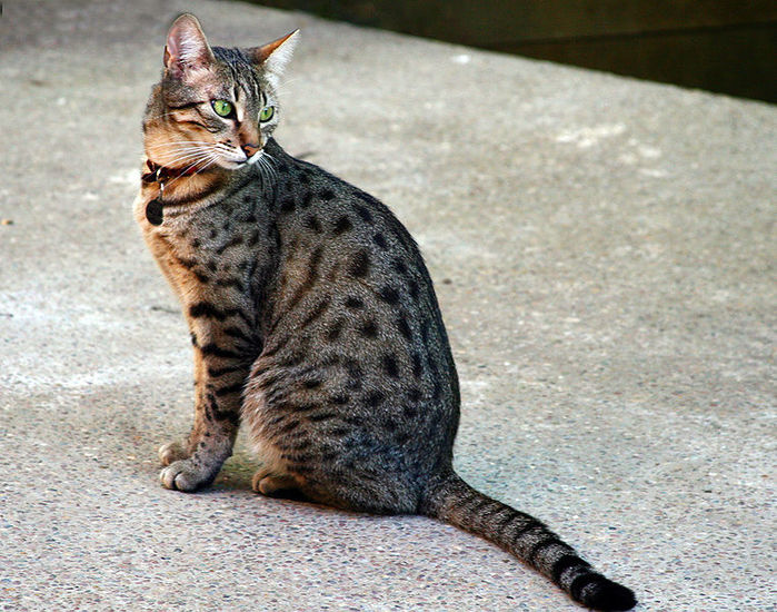 2124546_763pxEgyptian_Mau_Bronze (700x550, 111Kb)