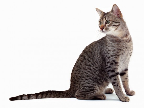 2124546_cutesegyptianmaucat550x412 (550x412, 36Kb)