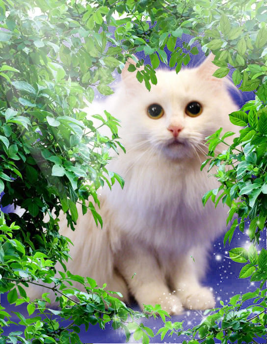 5 (544x700, 121Kb)