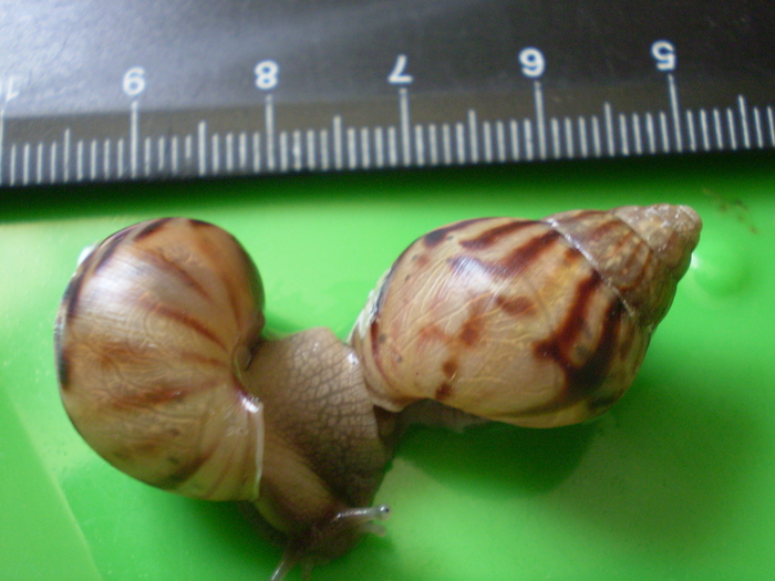 PC270011 (700x525, 333Kb)